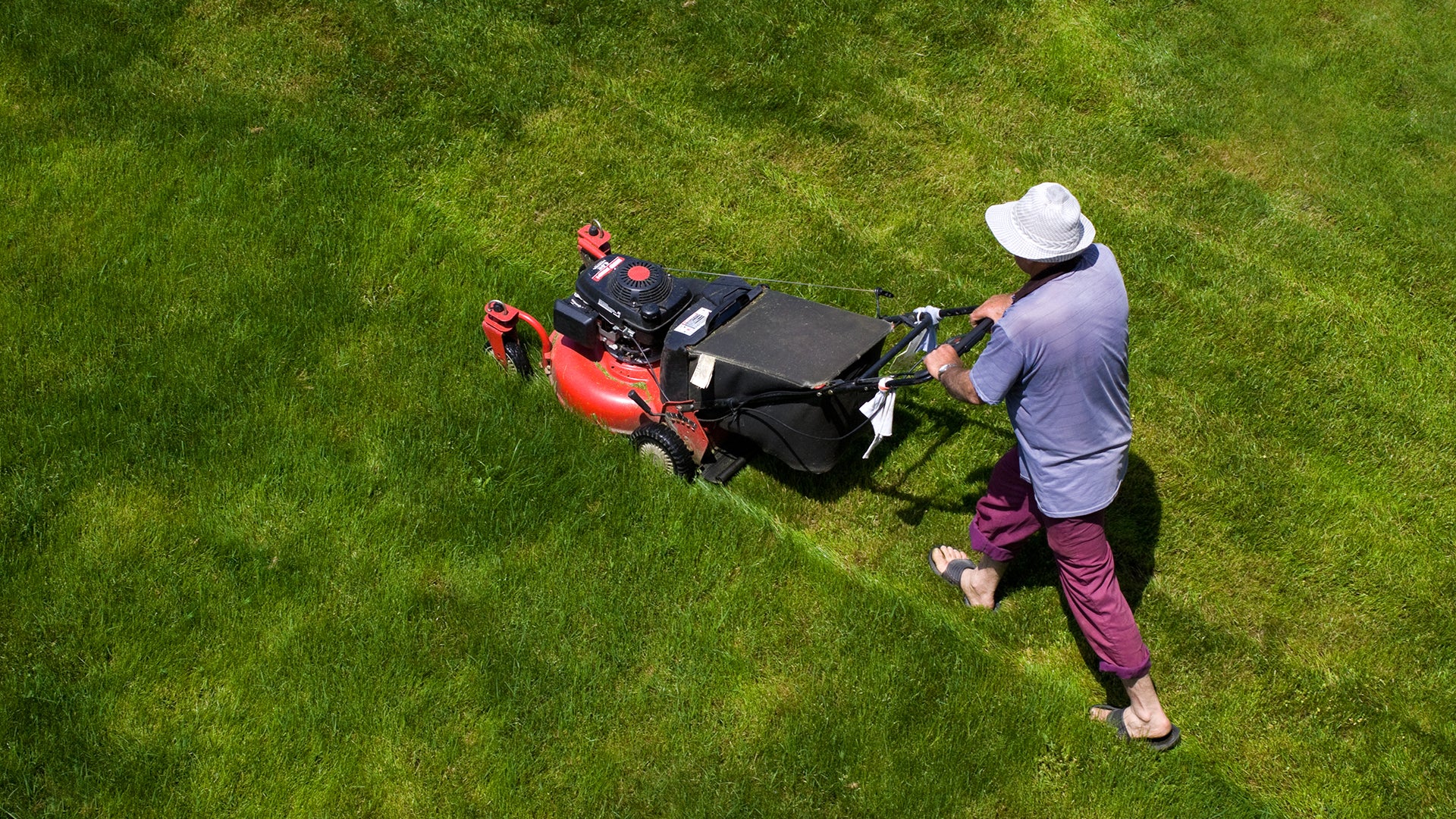 The gardener maintaining the garden