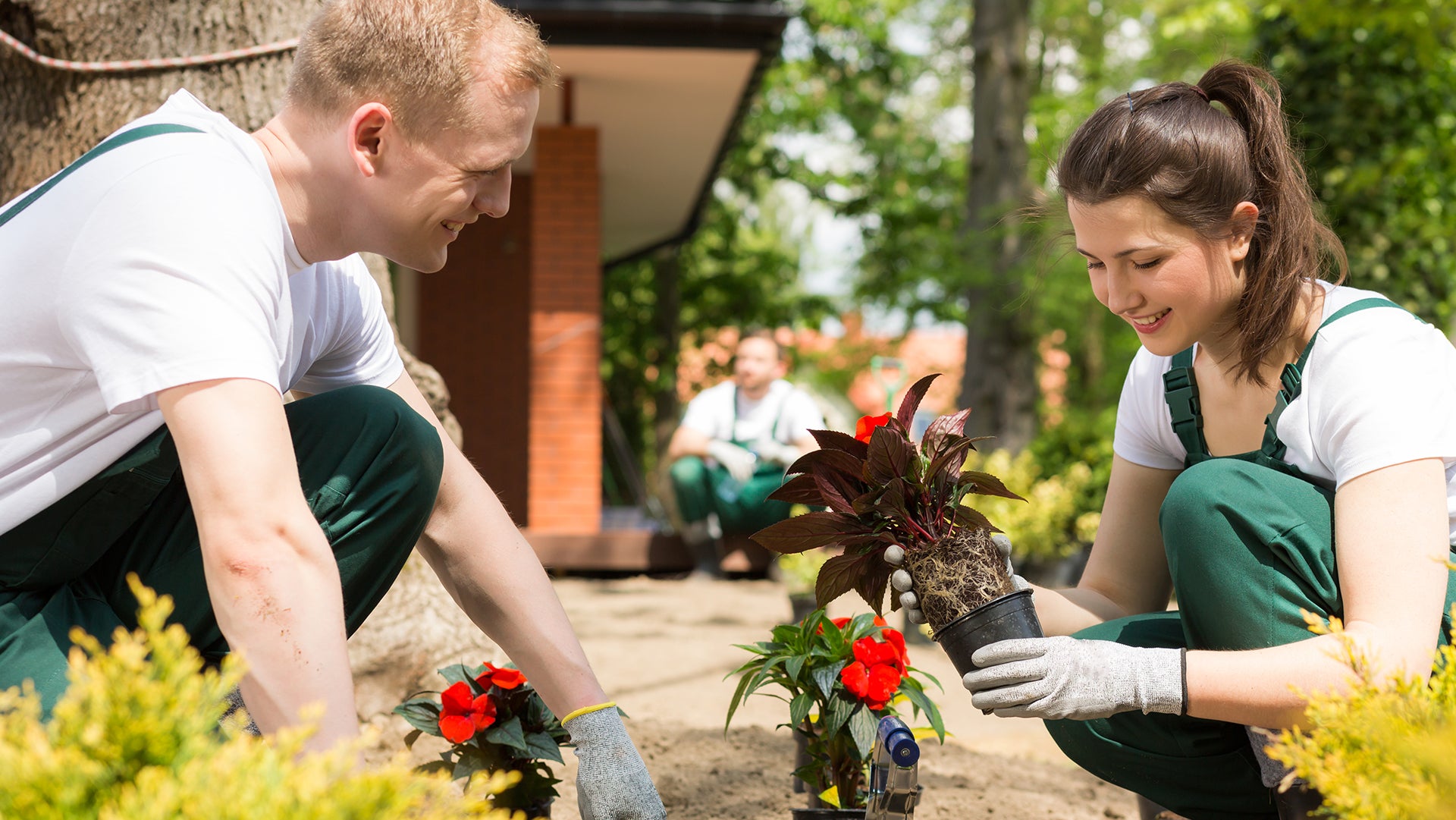 Planting some plants in garden